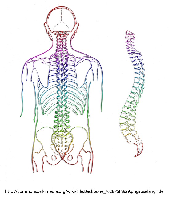 spinal curvature