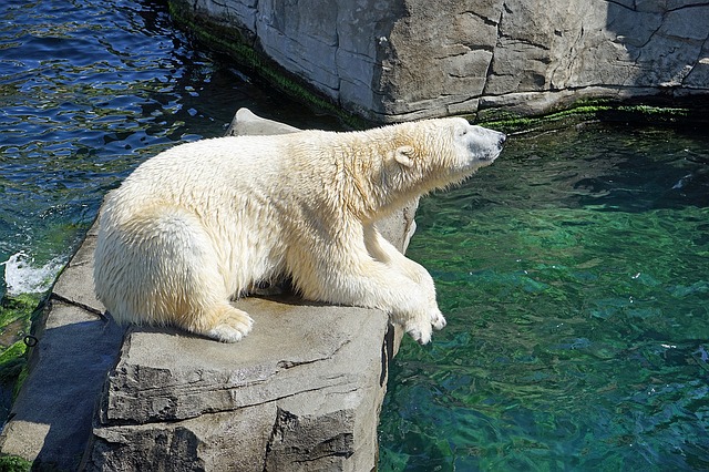 polar-bear-1096468_640